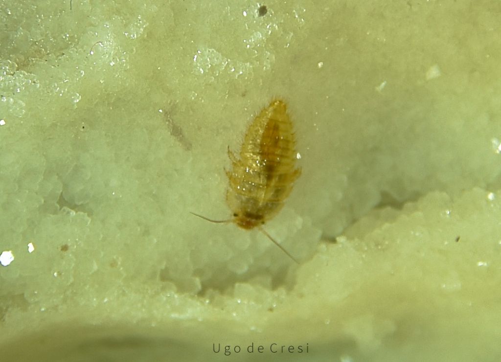 piccoletto da determinare: Larva di Scirtidae